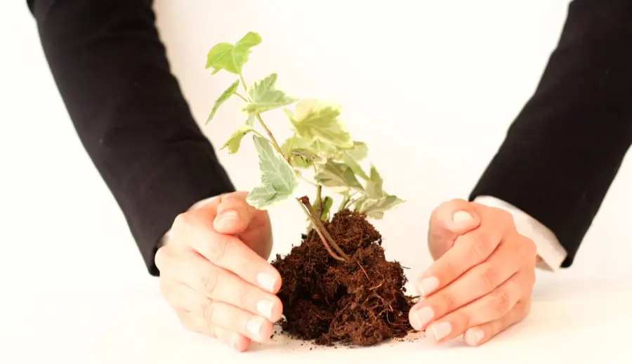 Hands cradling a young plant